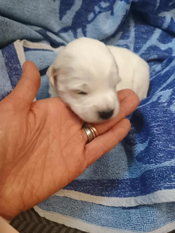 Znaleziono psa, Sosnowiec, 22 sierpnia 2025