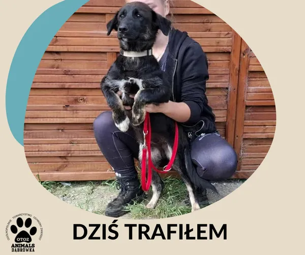 Znaleziono psa, Dąbrówka, 21 sierpnia 2025