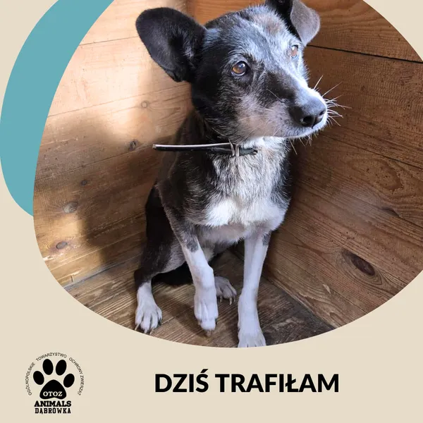 Znaleziono psa, Dąbrówka, 20 sierpnia 2025