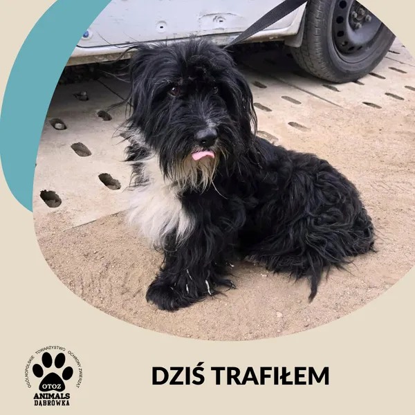 Znaleziono psa, Dąbrówka, 19 sierpnia 2025
