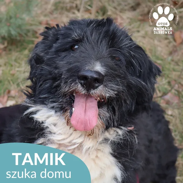 Znaleziono psa, Dąbrówka, 2 kwietnia 2026 (1/4)