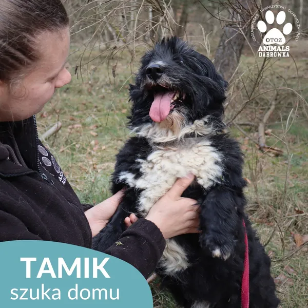 Znaleziono psa, Dąbrówka, 2 kwietnia 2026 (3/4)