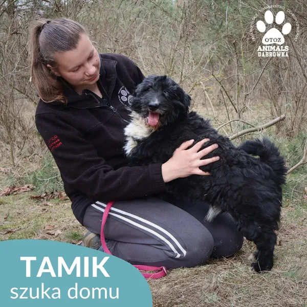 Znaleziono psa, Dąbrówka, 2 kwietnia 2026 (4/4)