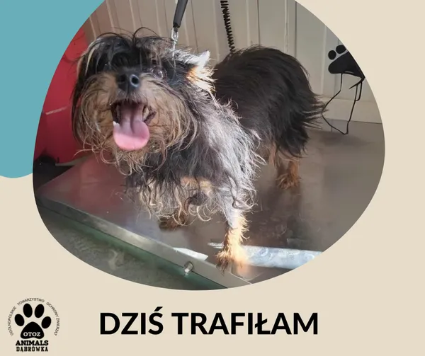 Znaleziono psa, Dąbrówka, 18 sierpnia 2025