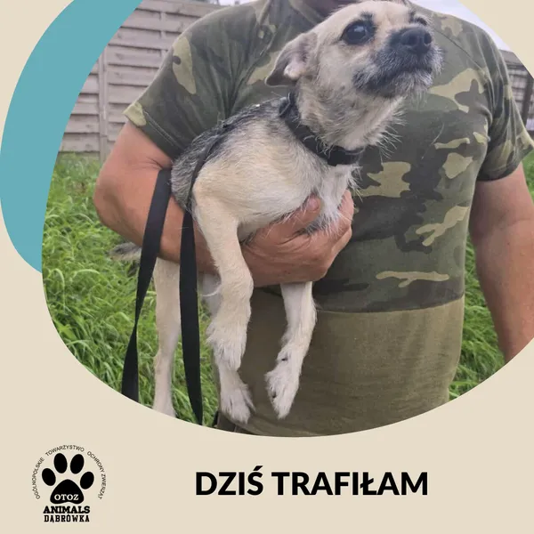 Znaleziono psa, Dąbrówka, 15 sierpnia 2025