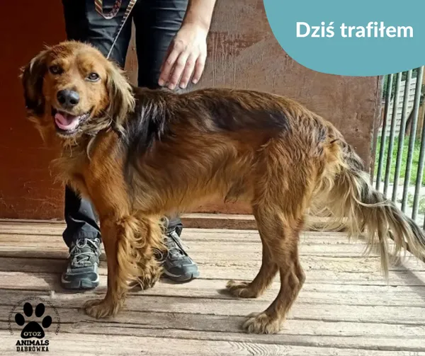 Znaleziono psa, Dąbrówka, 13 sierpnia 2025