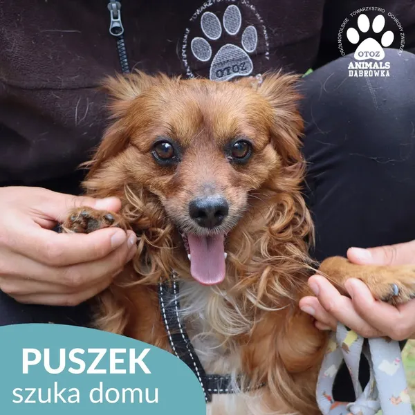 Znaleziono psa, Dąbrówka, 14 czerwca 2026 (4/5)