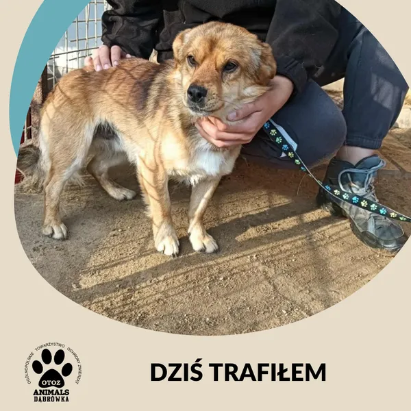 Znaleziono psa, Dąbrówka, 9 sierpnia 2025