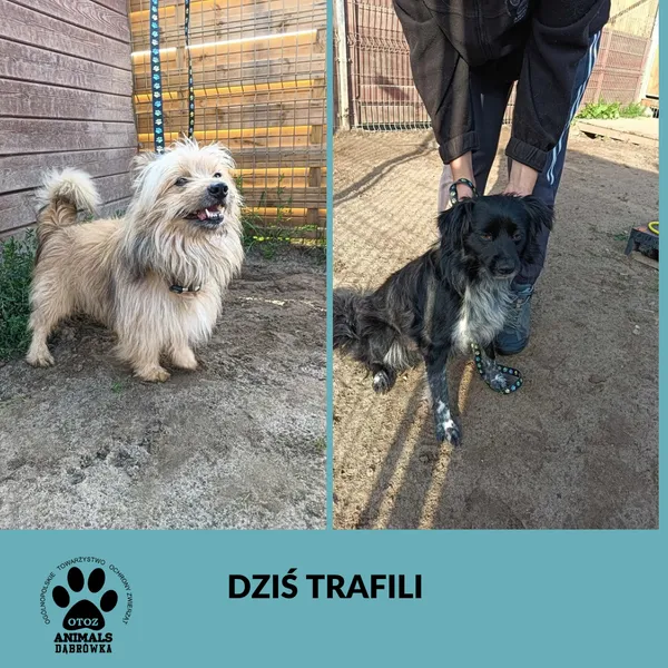 Znaleziono psa, Dąbrówka, 8 sierpnia 2025