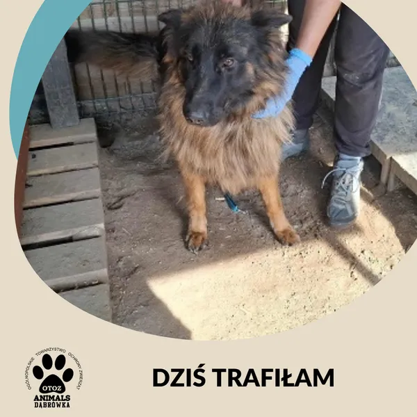 Znaleziono psa, Dąbrówka, 7 sierpnia 2025