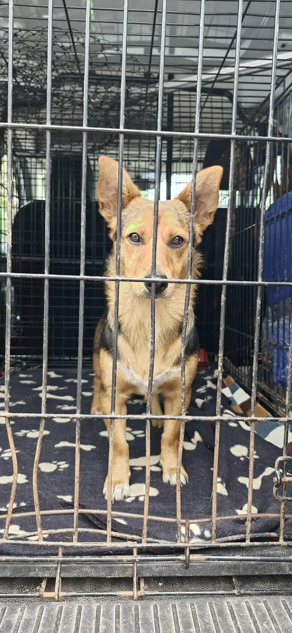 Znaleziono psa, Sosnowiec, 21 sierpnia 2025