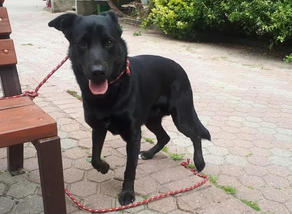 Znaleziono psa, Toruń, 20 sierpnia 2025