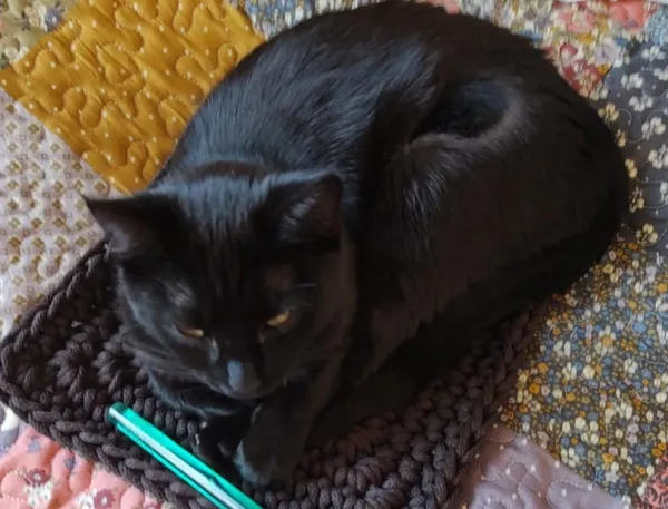 Zaginął kot, Łódź, 23 sierpnia 2025