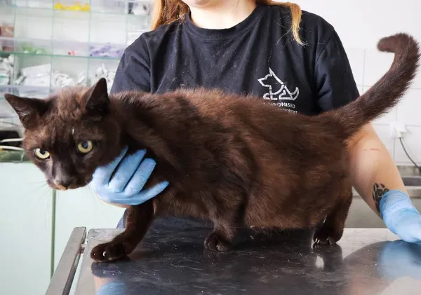 Znaleziono kota, Łódź, 22 sierpnia 2025 (3/3)