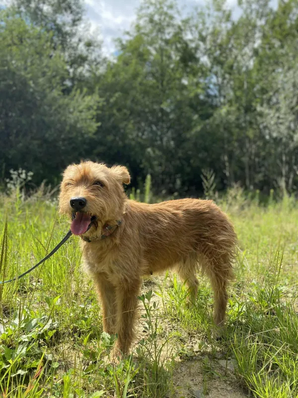 Znaleziono psa, Żywiec, 23 sierpnia 2025 (1/5)