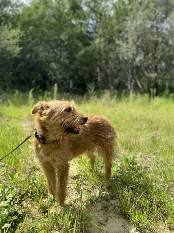 Znaleziono psa, Żywiec, 23 sierpnia 2025 (2/5)