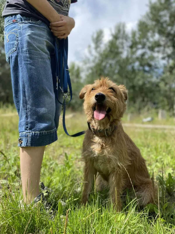 Znaleziono psa, Żywiec, 23 sierpnia 2025 (5/5)