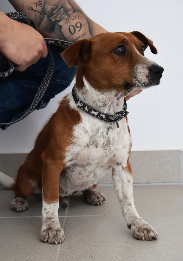 Znaleziono psa, Łódź, 23 sierpnia 2025 (1/3)