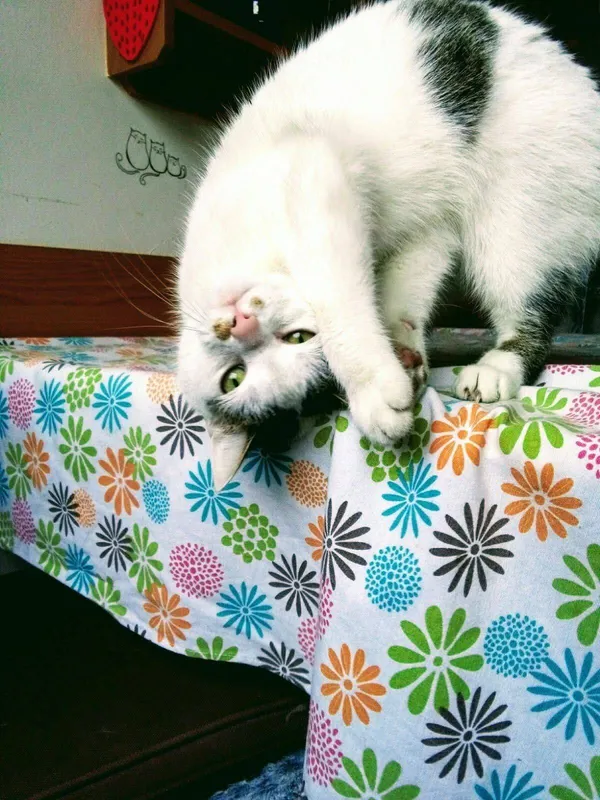 Zaginął kot, Wrocław, Biskupin, 24 sierpnia 2025 (2/3)