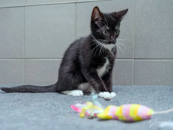 Kot do adopcji, Sopot, 24 sierpnia 2025 (1/4)