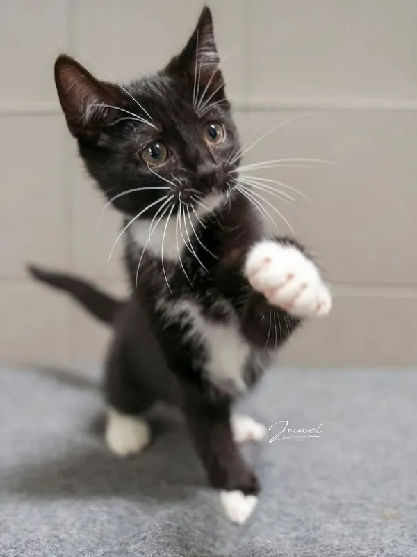 Kot do adopcji, Sopot, 24 sierpnia 2025 (4/4)