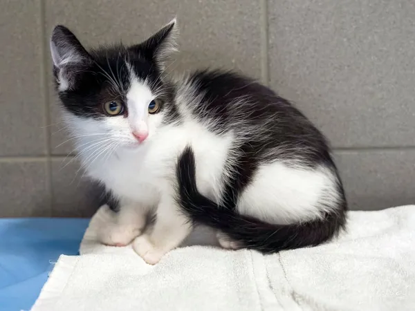 Kot do adopcji, Sopot, 24 sierpnia 2025 (1/5)