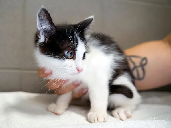 Kot do adopcji, Sopot, 24 sierpnia 2025 (4/5)