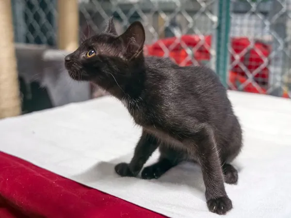 Kot do adopcji, Sopot, 24 sierpnia 2025 (2/5)