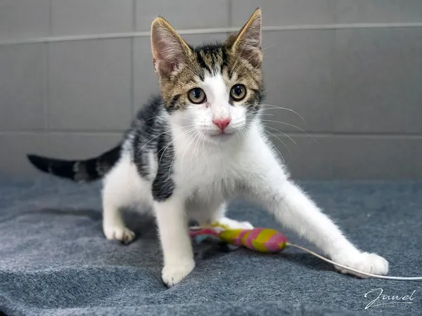 Kot do adopcji, Sopot, 24 sierpnia 2025 (4/4)