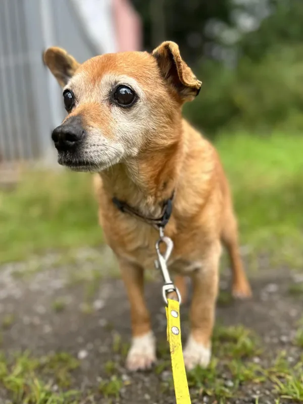 Znaleziono psa, Żywiec, 23 sierpnia 2025 (1/5)