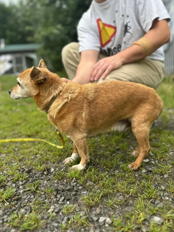 Znaleziono psa, Żywiec, 23 sierpnia 2025 (2/5)