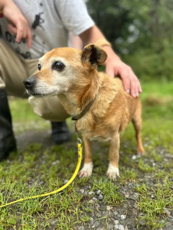 Znaleziono psa, Żywiec, 23 sierpnia 2025 (3/5)