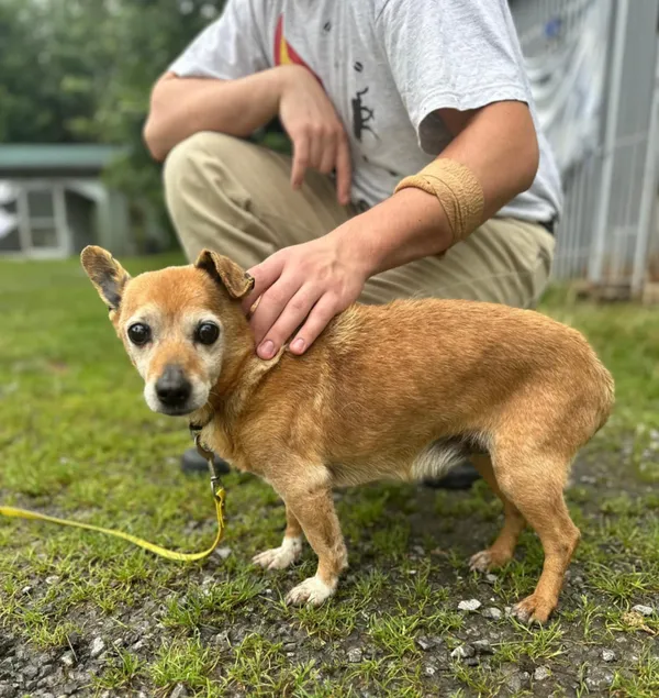 Znaleziono psa, Żywiec, 23 sierpnia 2025 (5/5)