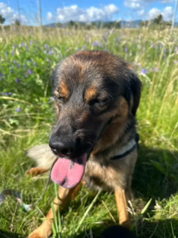 Znaleziono psa, Żywiec, 23 sierpnia 2025 (1/5)