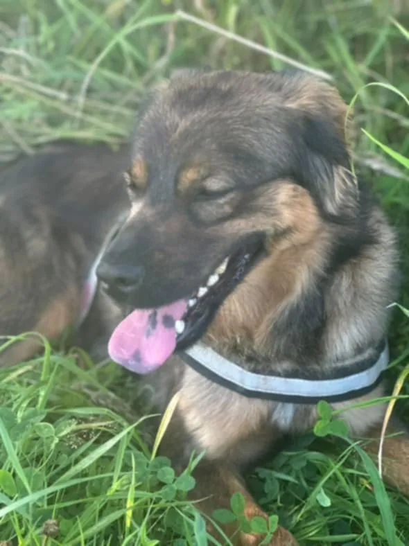 Znaleziono psa, Żywiec, 23 sierpnia 2025 (3/5)