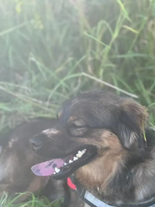 Znaleziono psa, Żywiec, 23 sierpnia 2025 (4/5)