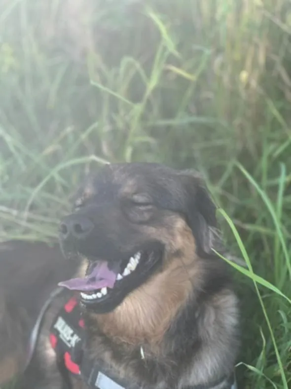 Znaleziono psa, Żywiec, 23 sierpnia 2025 (5/5)