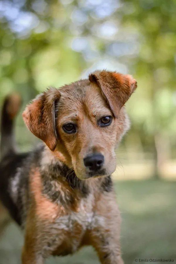 Pies do adopcji, Radom, 24 sierpnia 2025 (1/5)