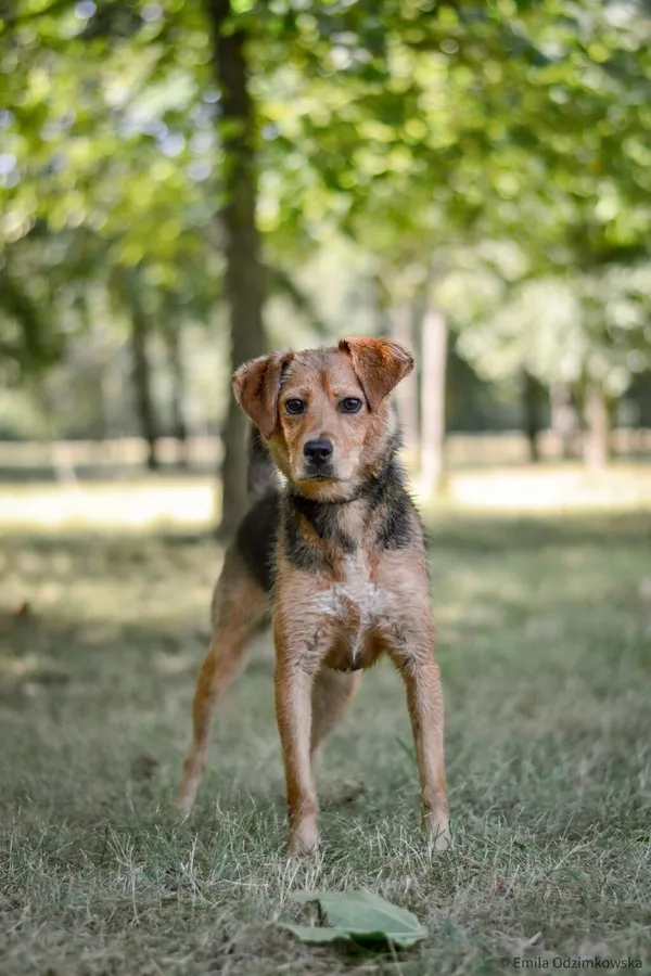 Pies do adopcji, Radom, 24 sierpnia 2025 (2/5)