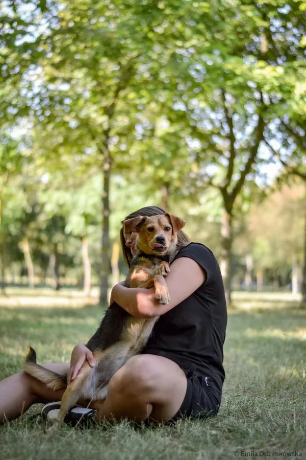 Pies do adopcji, Radom, 24 sierpnia 2025 (4/5)