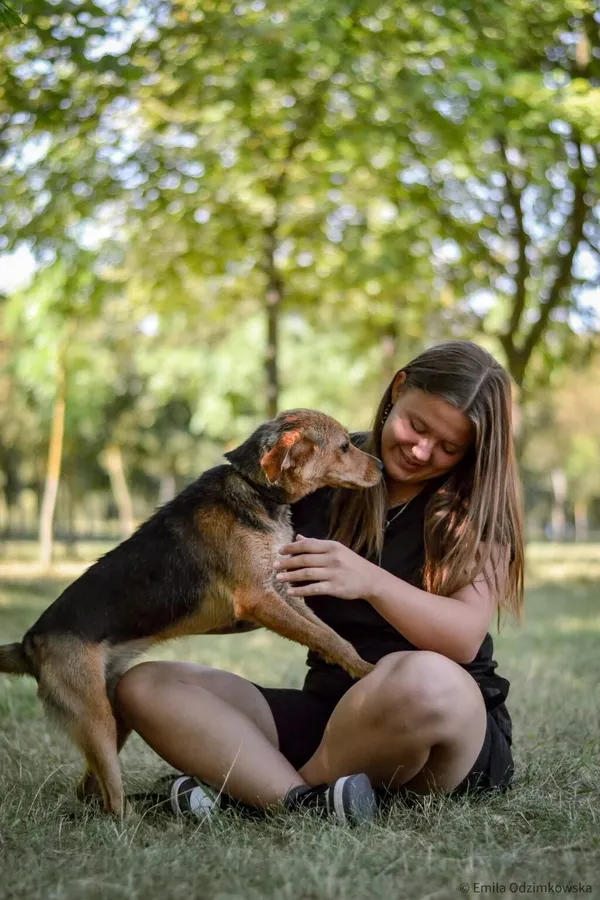 Pies do adopcji, Radom, 24 sierpnia 2025 (5/5)