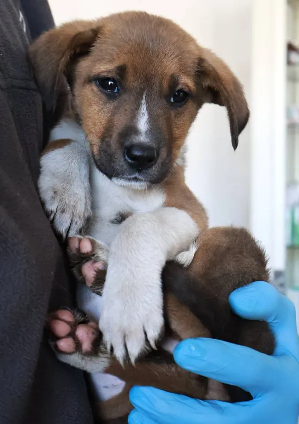 Znaleziono psa, Łódź, 24 sierpnia 2025 (1/5)