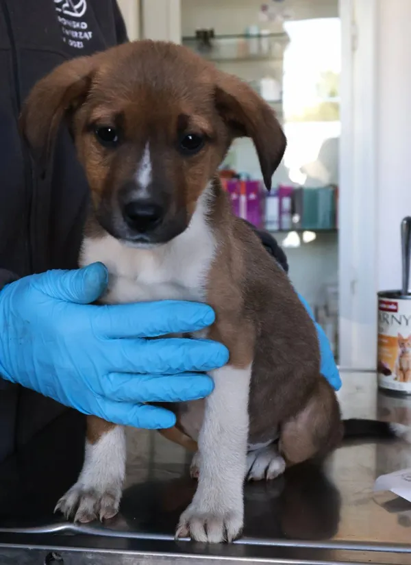 Znaleziono psa, Łódź, 24 sierpnia 2025 (2/5)