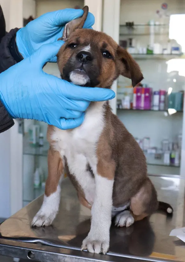 Znaleziono psa, Łódź, 24 sierpnia 2025 (3/5)