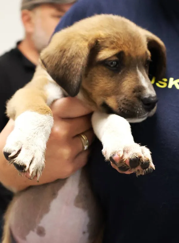 Znaleziono psa, Łódź, 24 sierpnia 2025 (4/5)