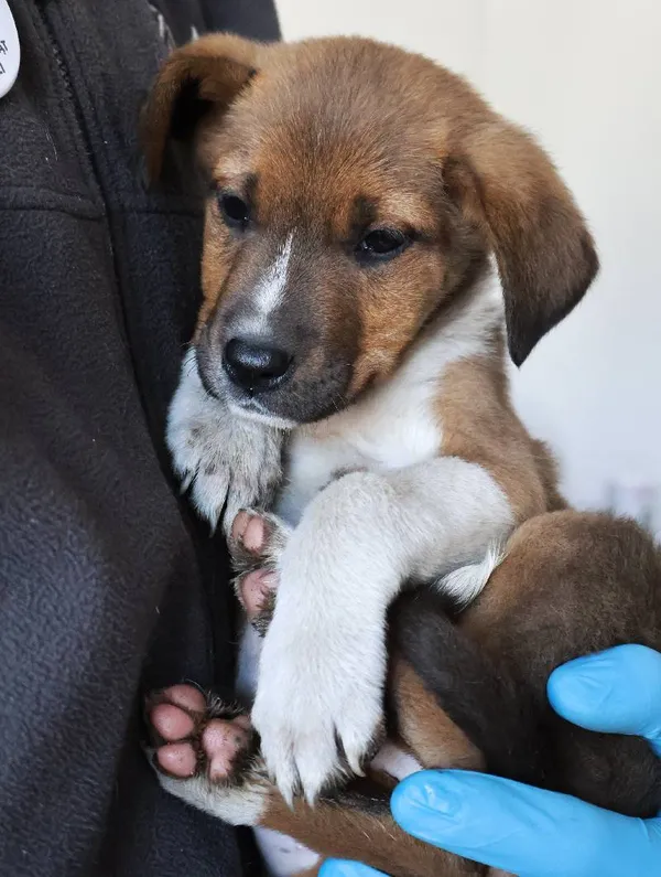 Znaleziono psa, Łódź, 24 sierpnia 2025 (5/5)