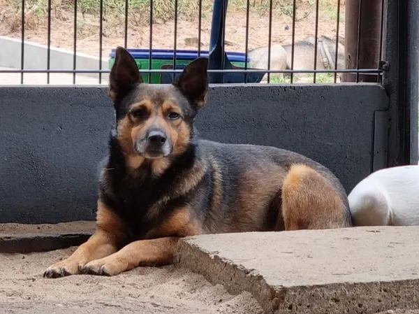 Pies do adopcji, Milanówek, 26 października 2025 (4/5)