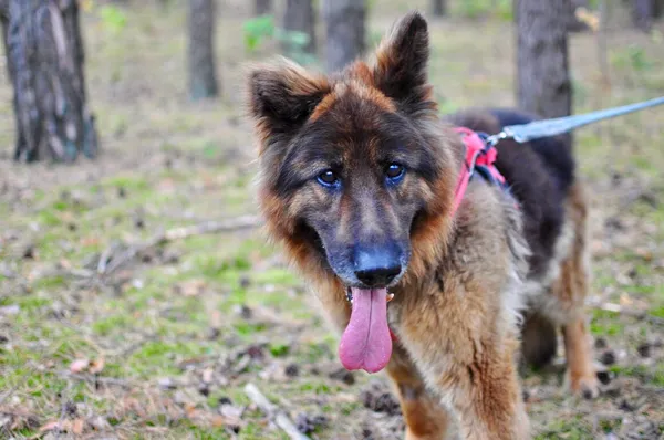 Pies do adopcji, Milanówek, 10 września 2025 (1/5)