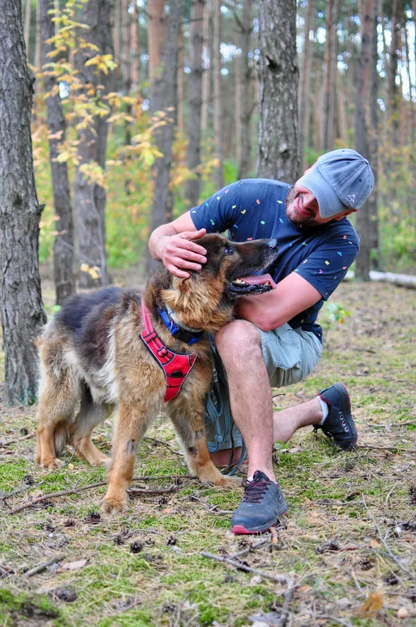 Pies do adopcji, Milanówek, 10 września 2025 (3/5)