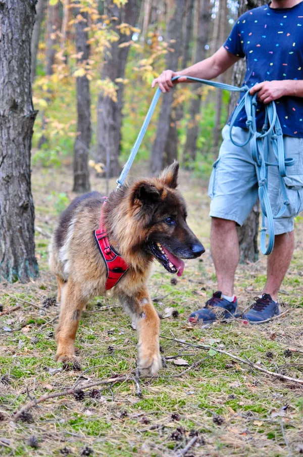 Pies do adopcji, Milanówek, 10 września 2025 (4/5)